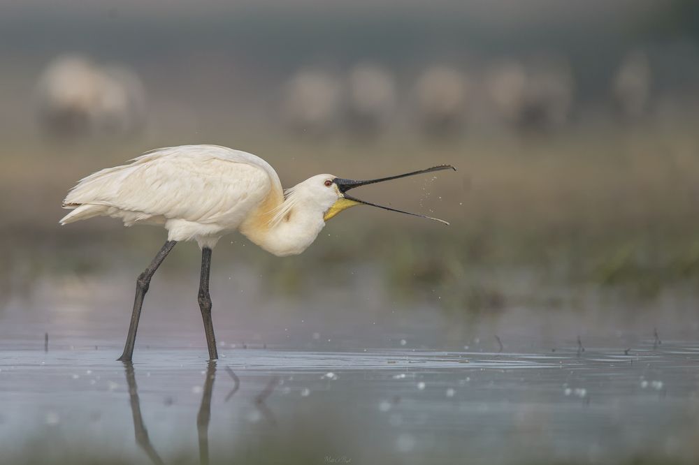 Фотография автора Mehdi EL Baqali