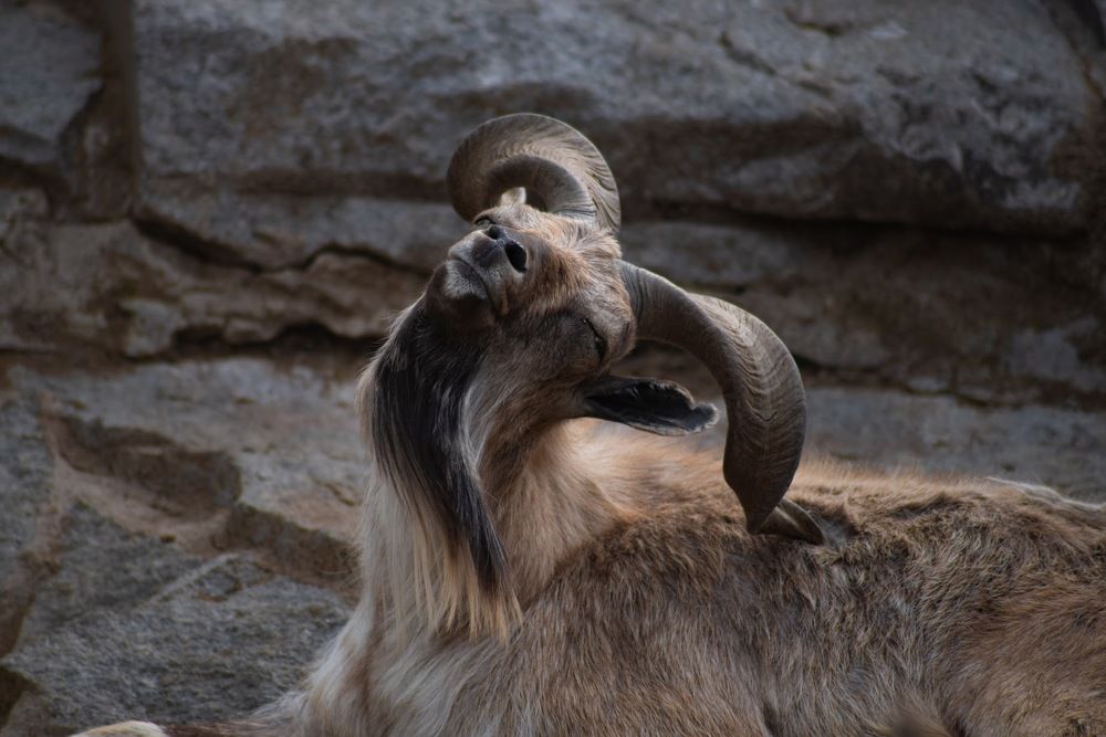 Фотография автора Алиса Курганская