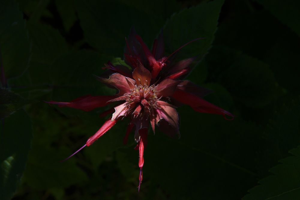 Photograph by Николай Алексеев