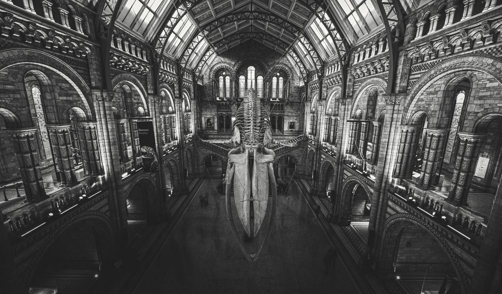 Photograph by Murcia J. A.