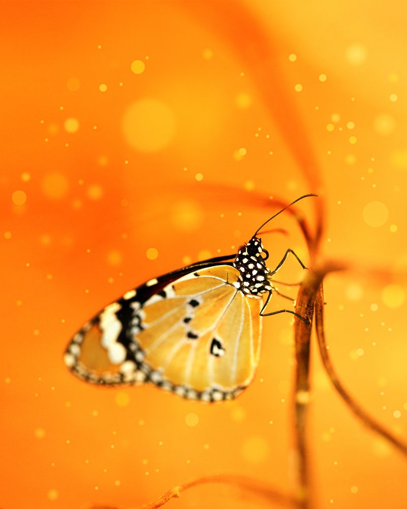 Photograph by Hemraj Chavhan A