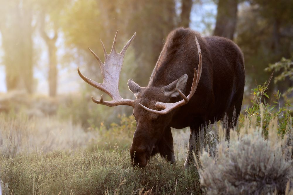 Sunset Moose