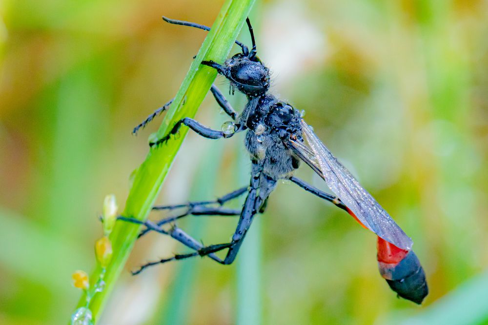 Photograph by Ellen Lichtenheldt