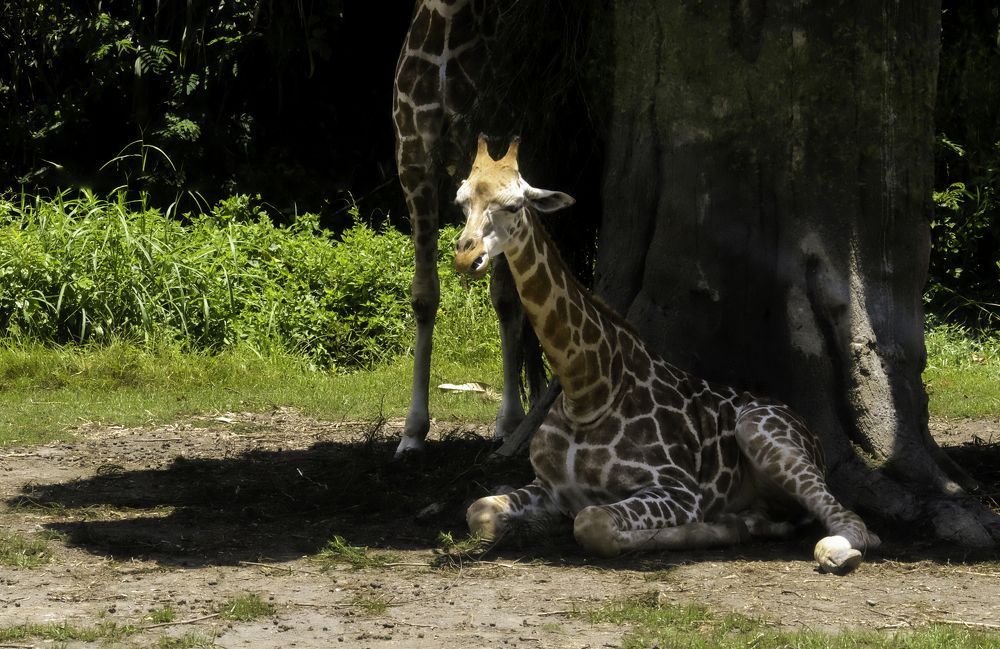 Photograph by firanurfitra