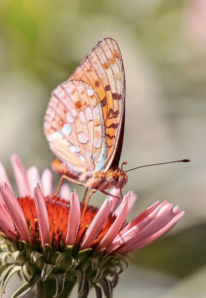 Photograph by Андрей Косяк