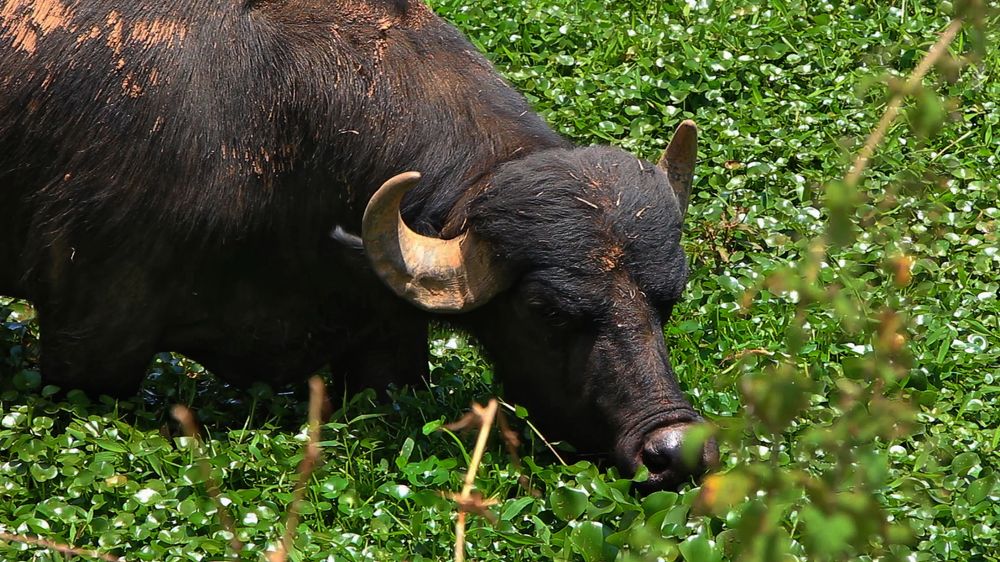 Photograph by Tatiana Barthem