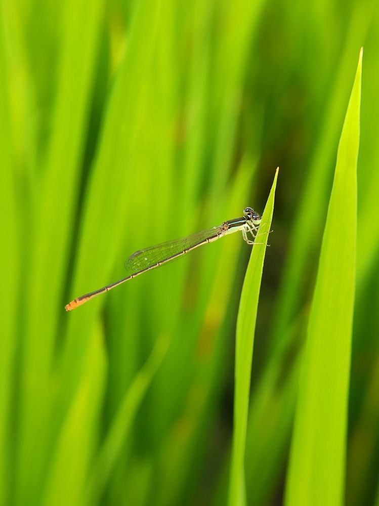 Photograph by Kumar Yeswanth