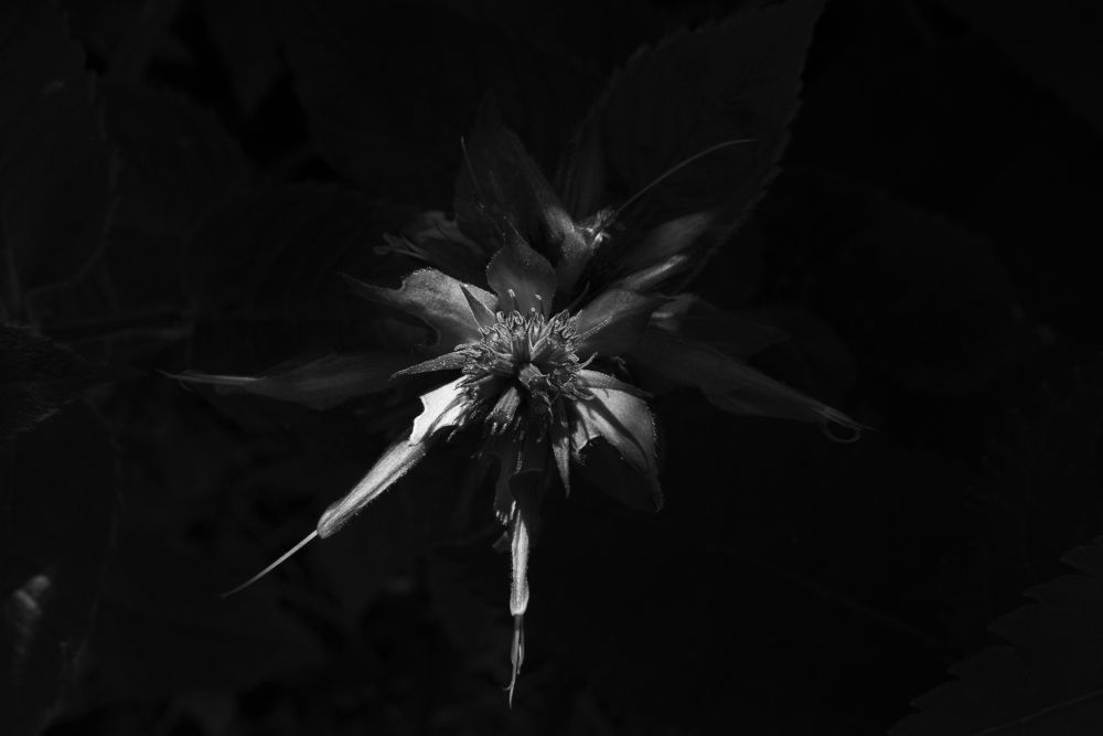 Photograph by Николай Алексеев