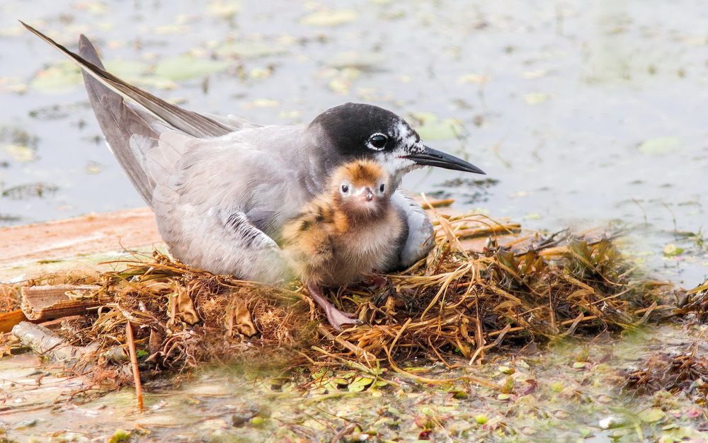Photograph by Александр