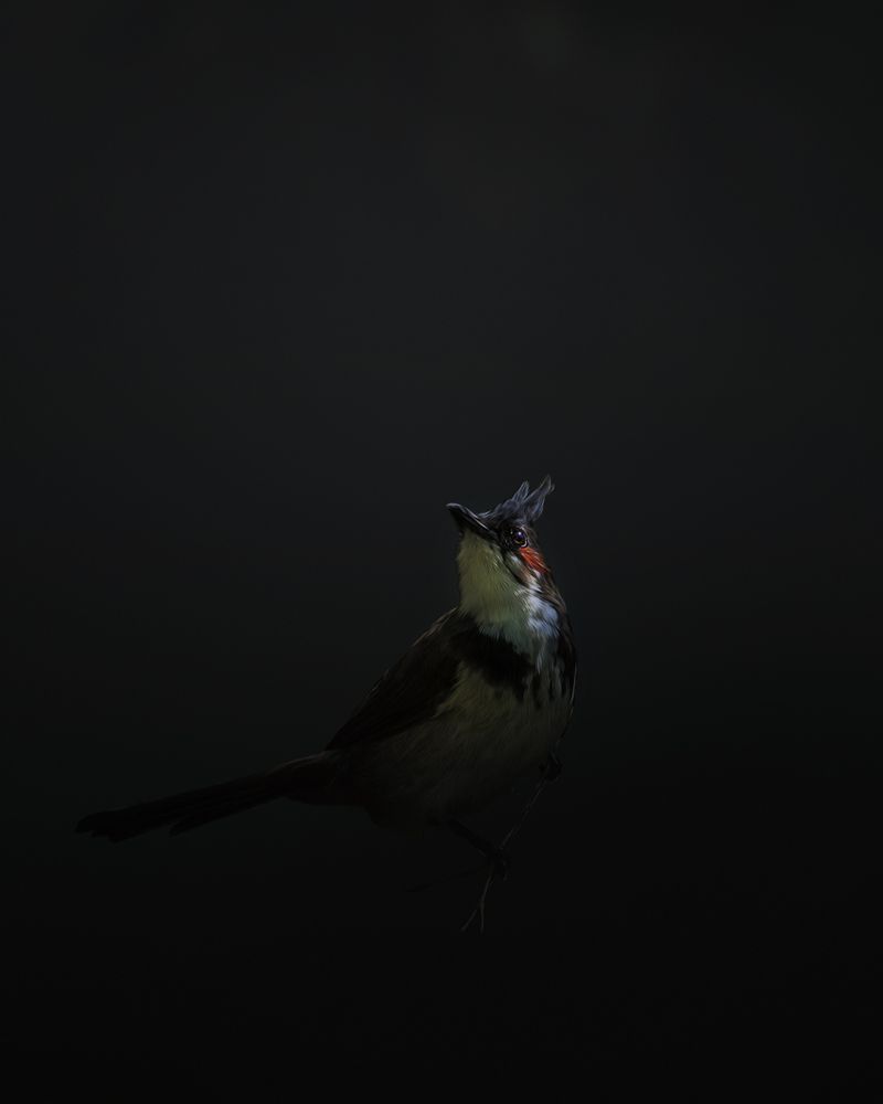 Photograph by Kumar Sharath