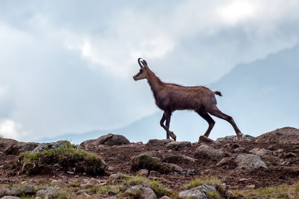 Горная грация /Mountain's Grace