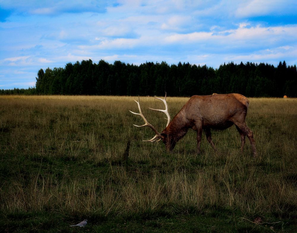Photograph by Светлана Перминова