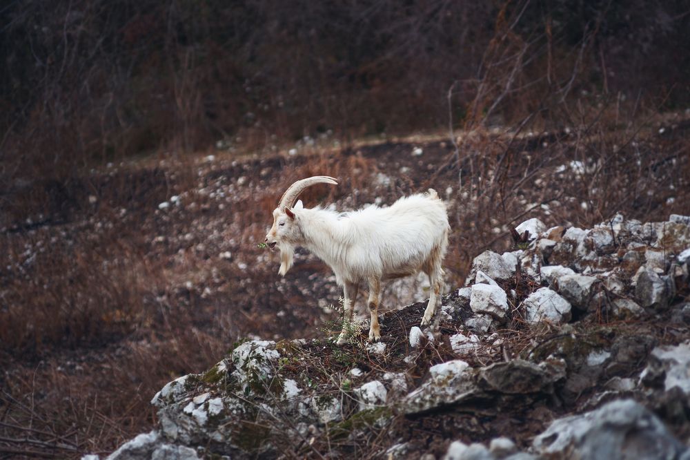 Фотография автора Ману Фалько