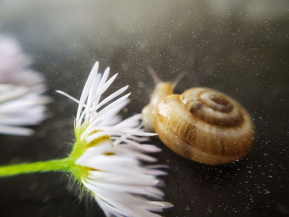 Волшебство улитки