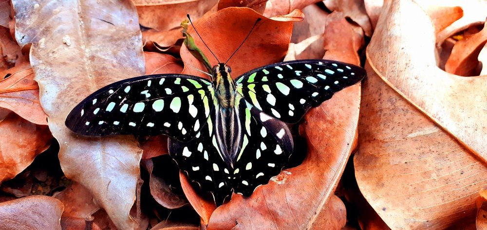 Graphium Agamemnon (The Tailed Jay)