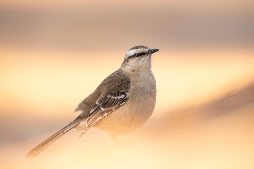 Photograph by Lucia Ana Juárez