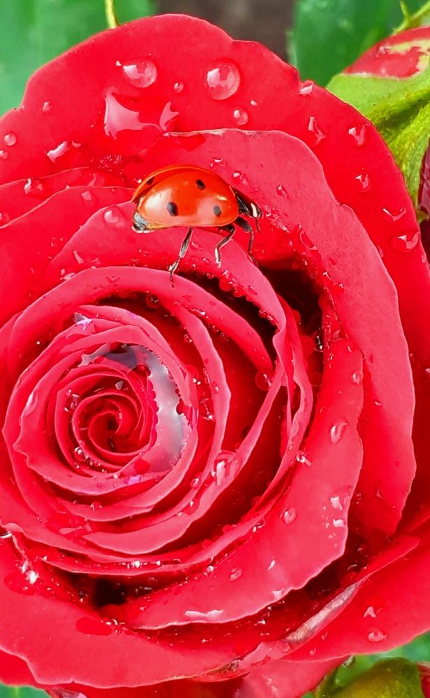 Photograph by Алсу Гиматова