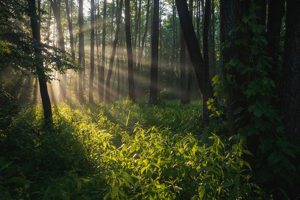 В лесах Полесья