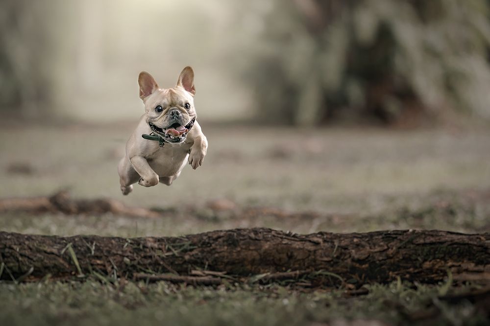 Фотография автора Bernard Sim