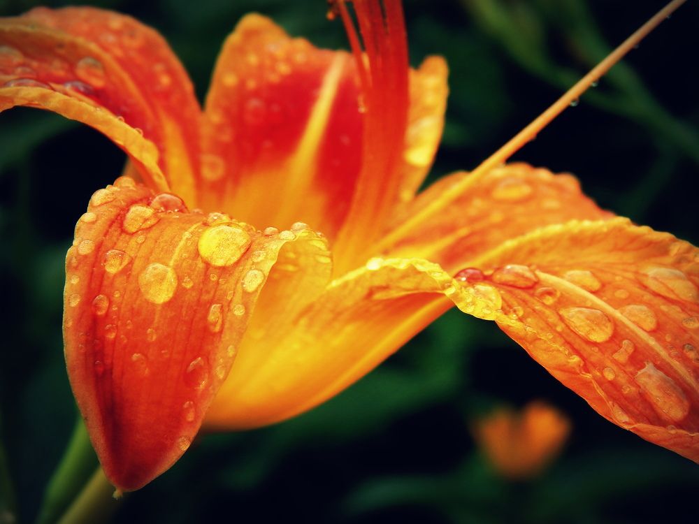 Photograph by Сашко Губаревич