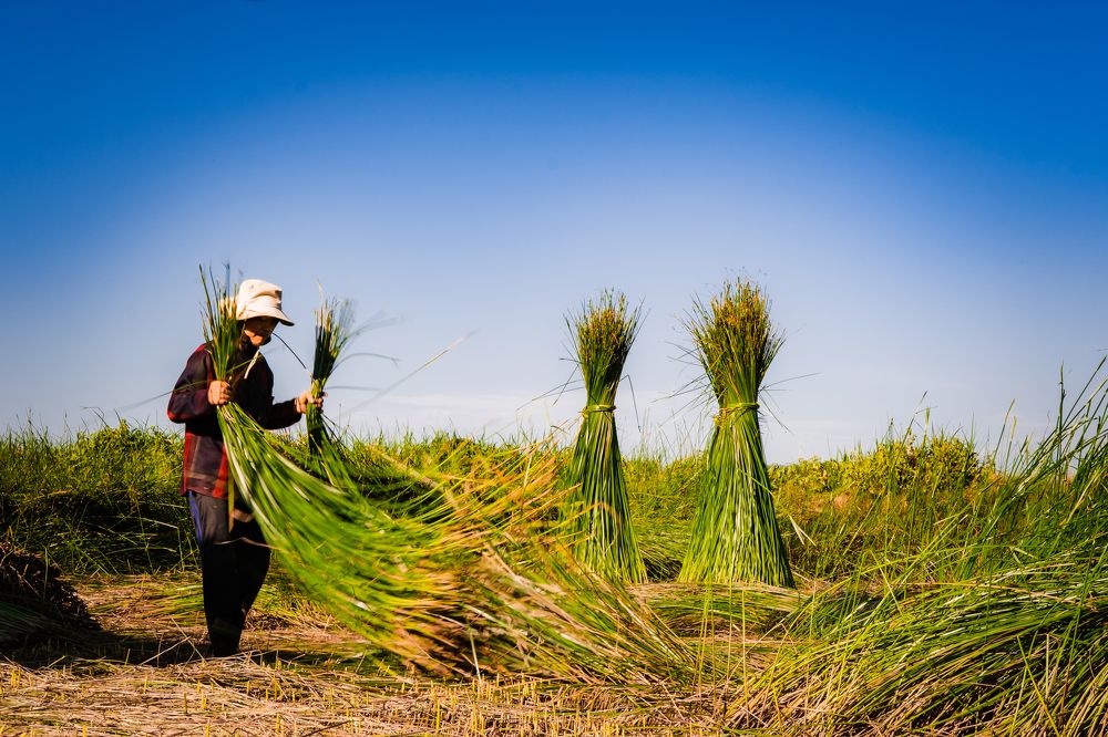 Papyrus harvest