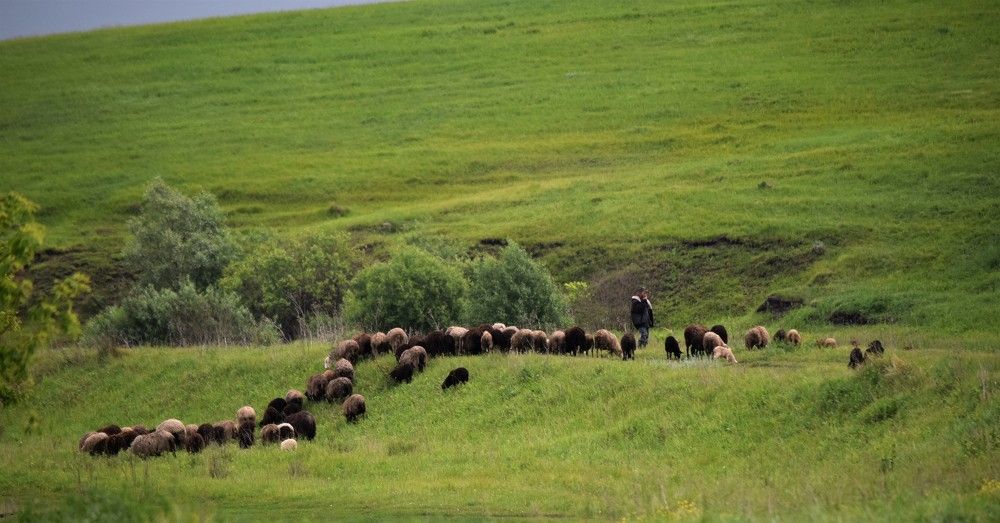 Сельский пастух.