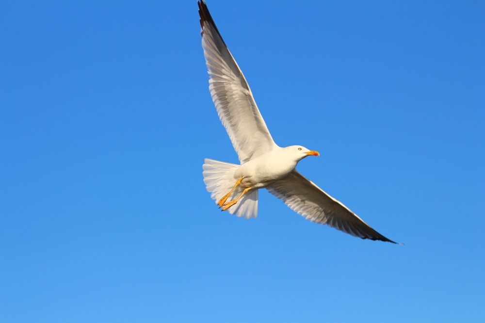 Photograph by Musa Abdulehed ER