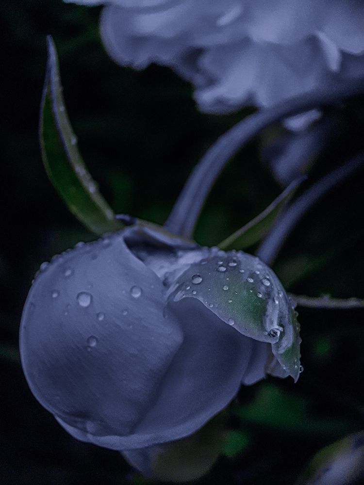 Photograph by Анна Кабиева