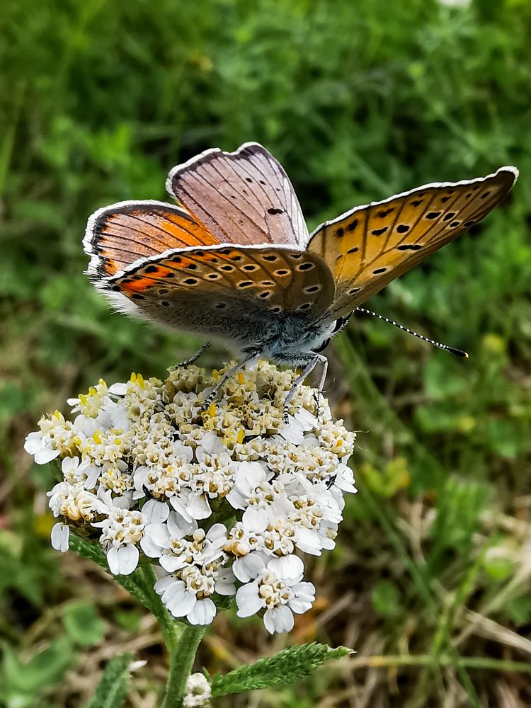 Фотография автора Олег Данилевский