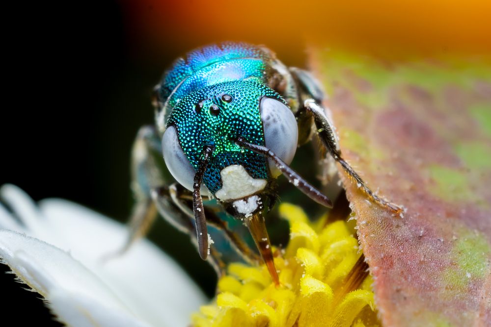 Small carpenter bee of ceratina genus. Bee getting nectar from the flower and also pollinate it.