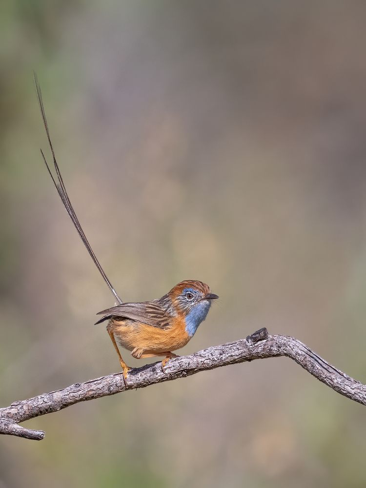 Photograph by Naidu Kumpatla