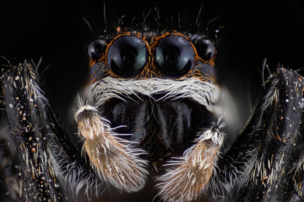 Litlle Jumping Spider