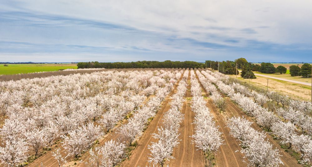Flowered almond trees
