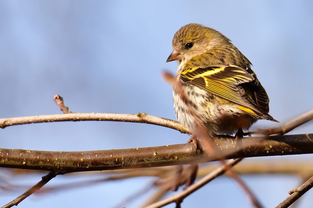 Tarin des aulnes (Spinus spinus)