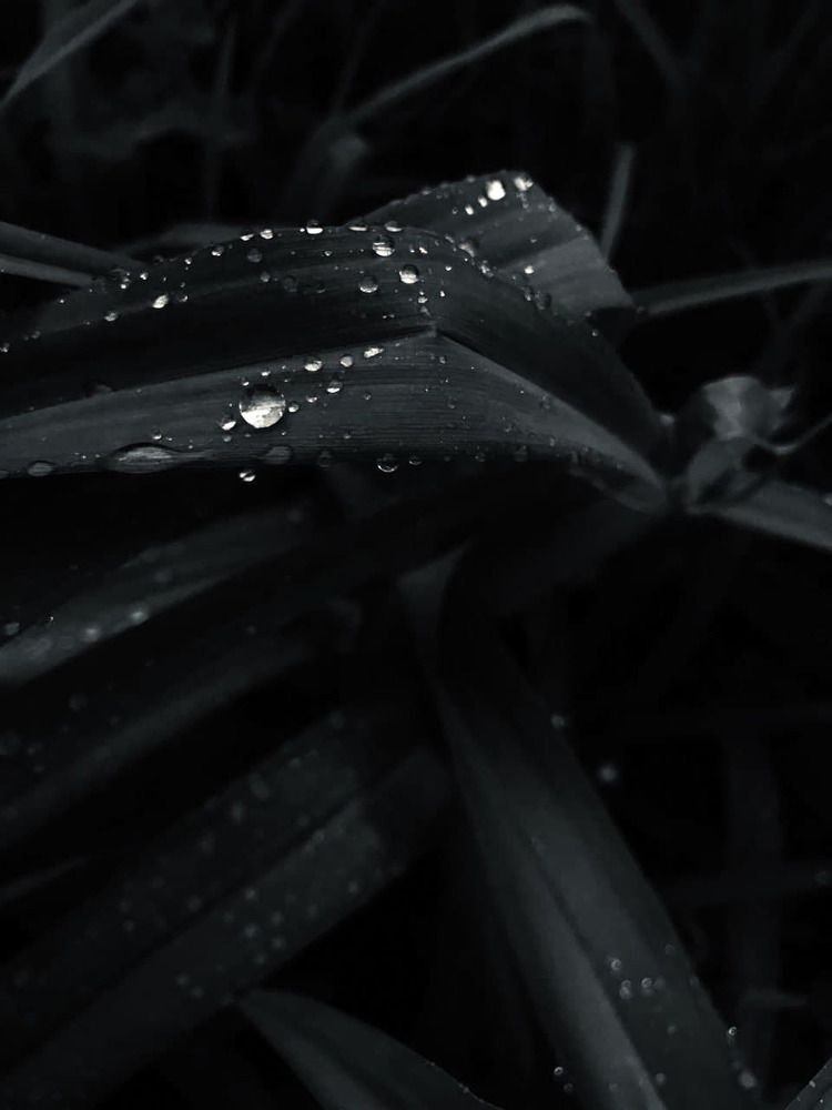 Photograph by Евдокия Баева