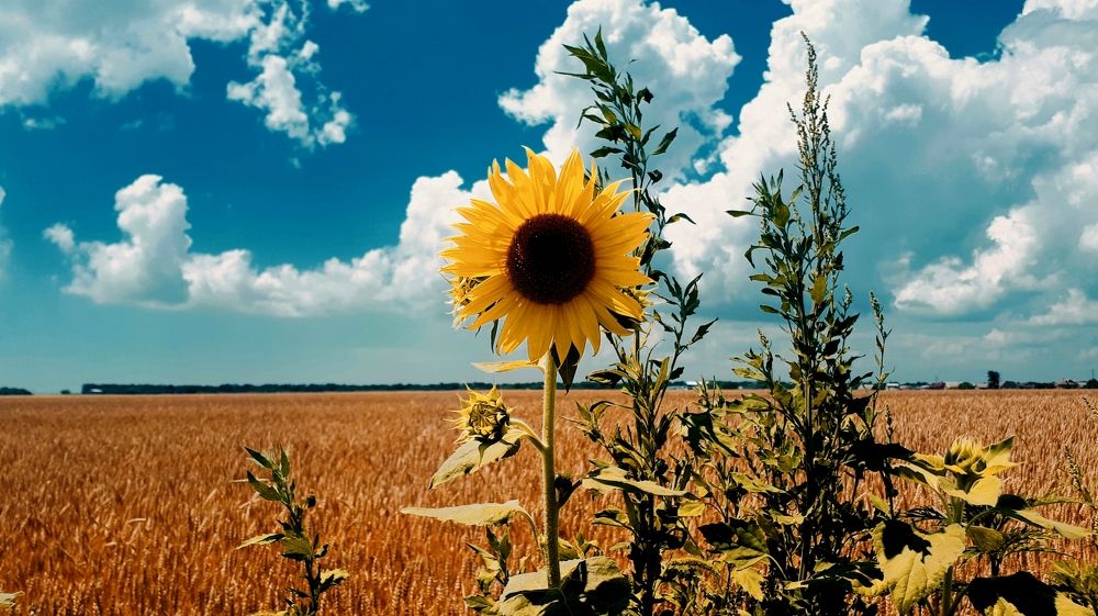 Photograph by Алёна Бондаренко