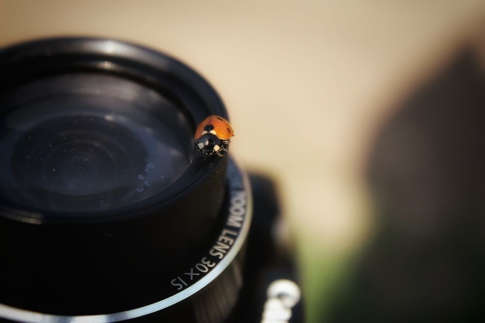 Божья коровка и Canon