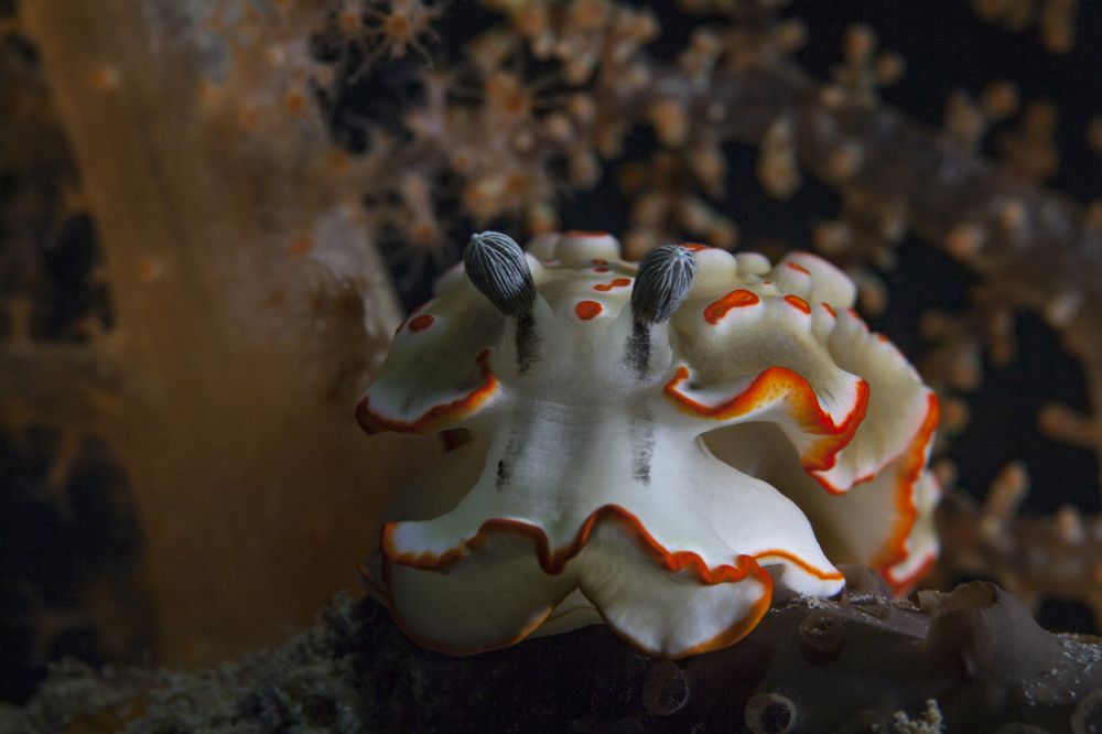 Photograph by Юрий Перевозников