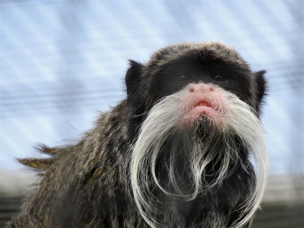 Emperor Tamarin