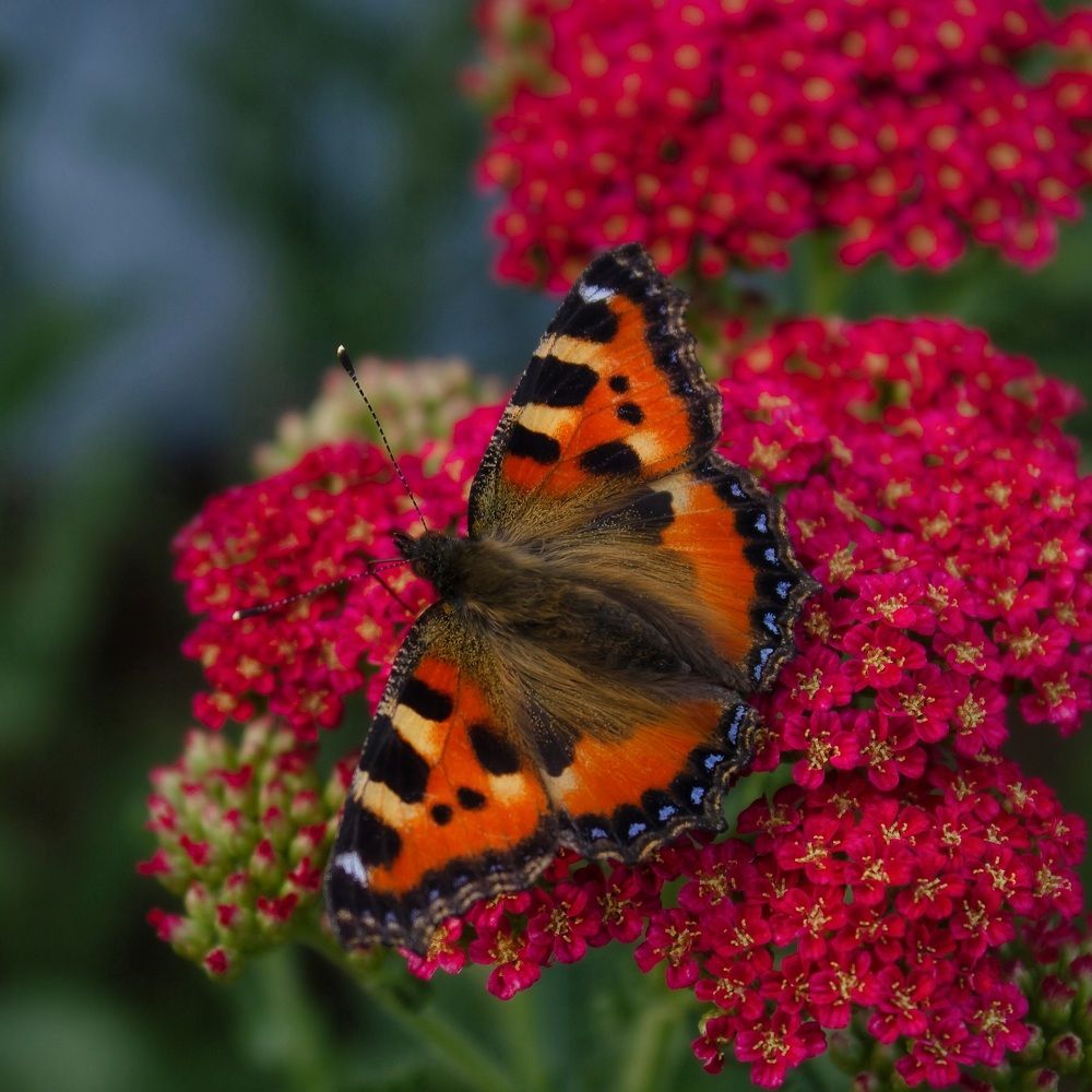 Крапивница на тысячелистнике