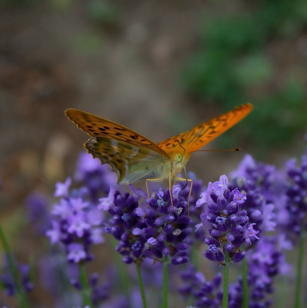 Бабочка Перламутровая большая