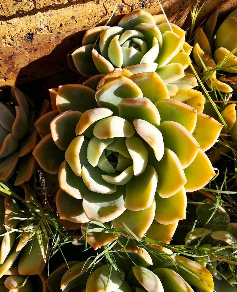 Succulents