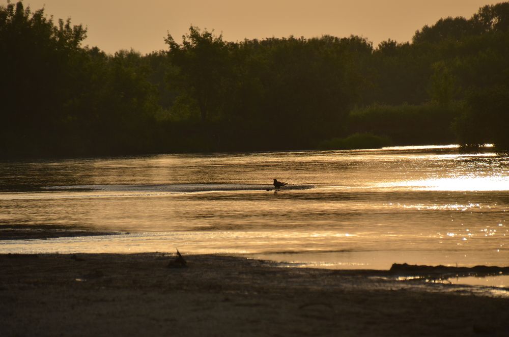 Коршун на закате