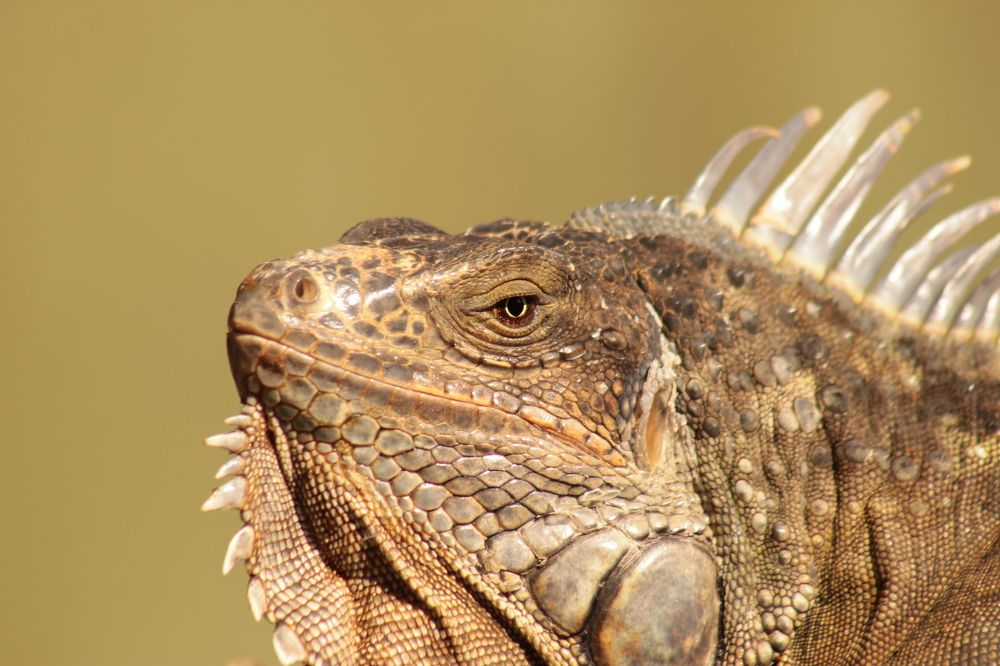 Iguana