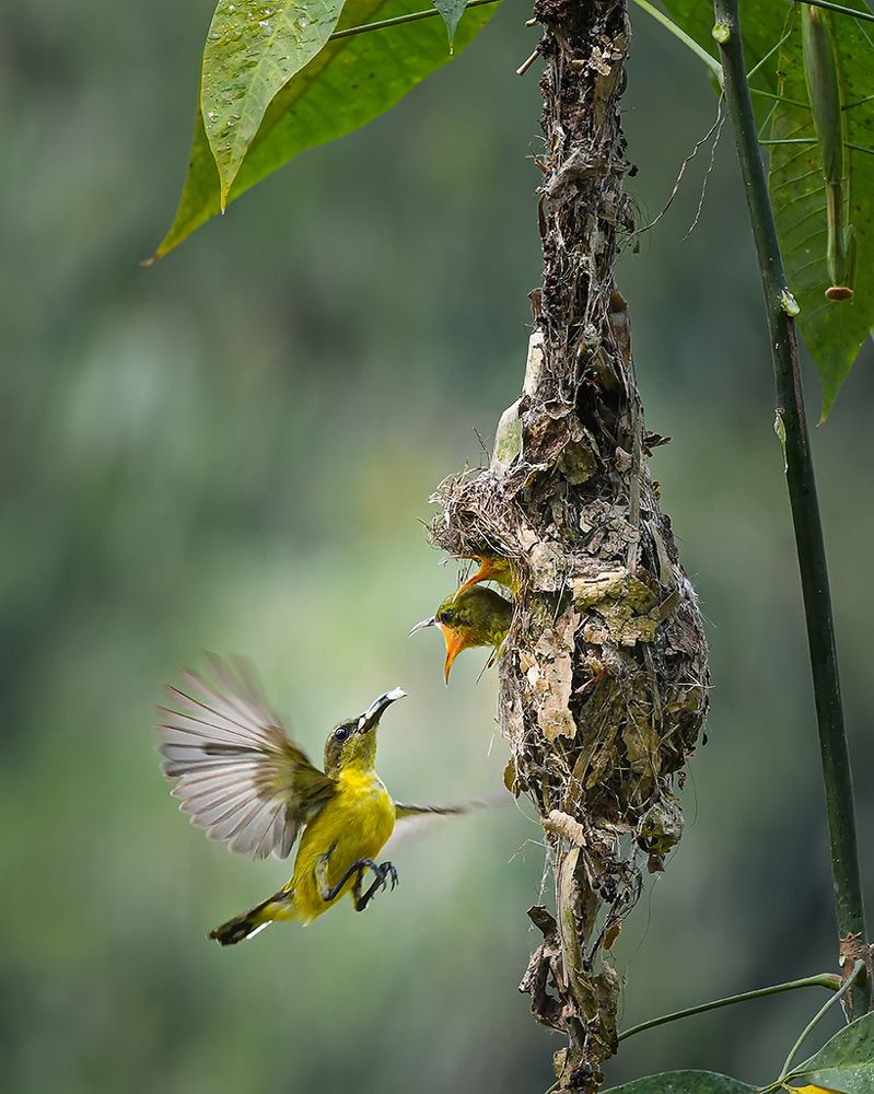 Photograph by Setiadi Ajar