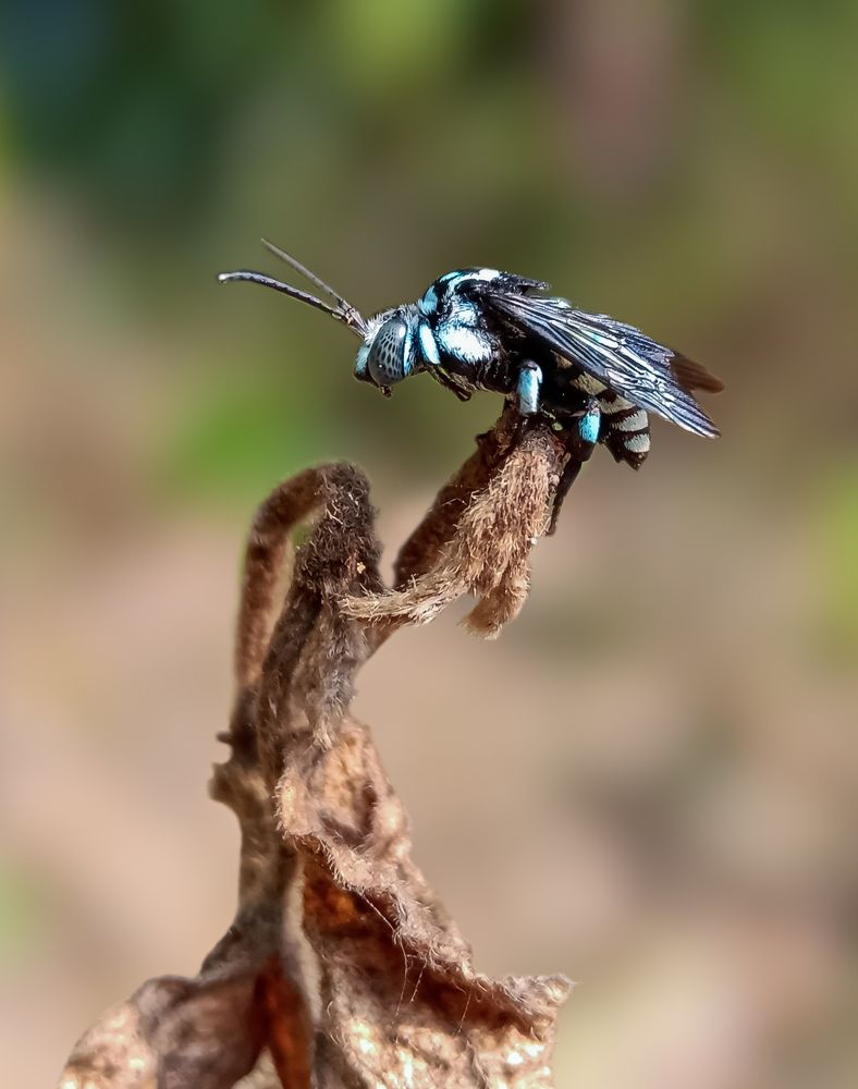 Photograph by Souvik Bhattacharyya