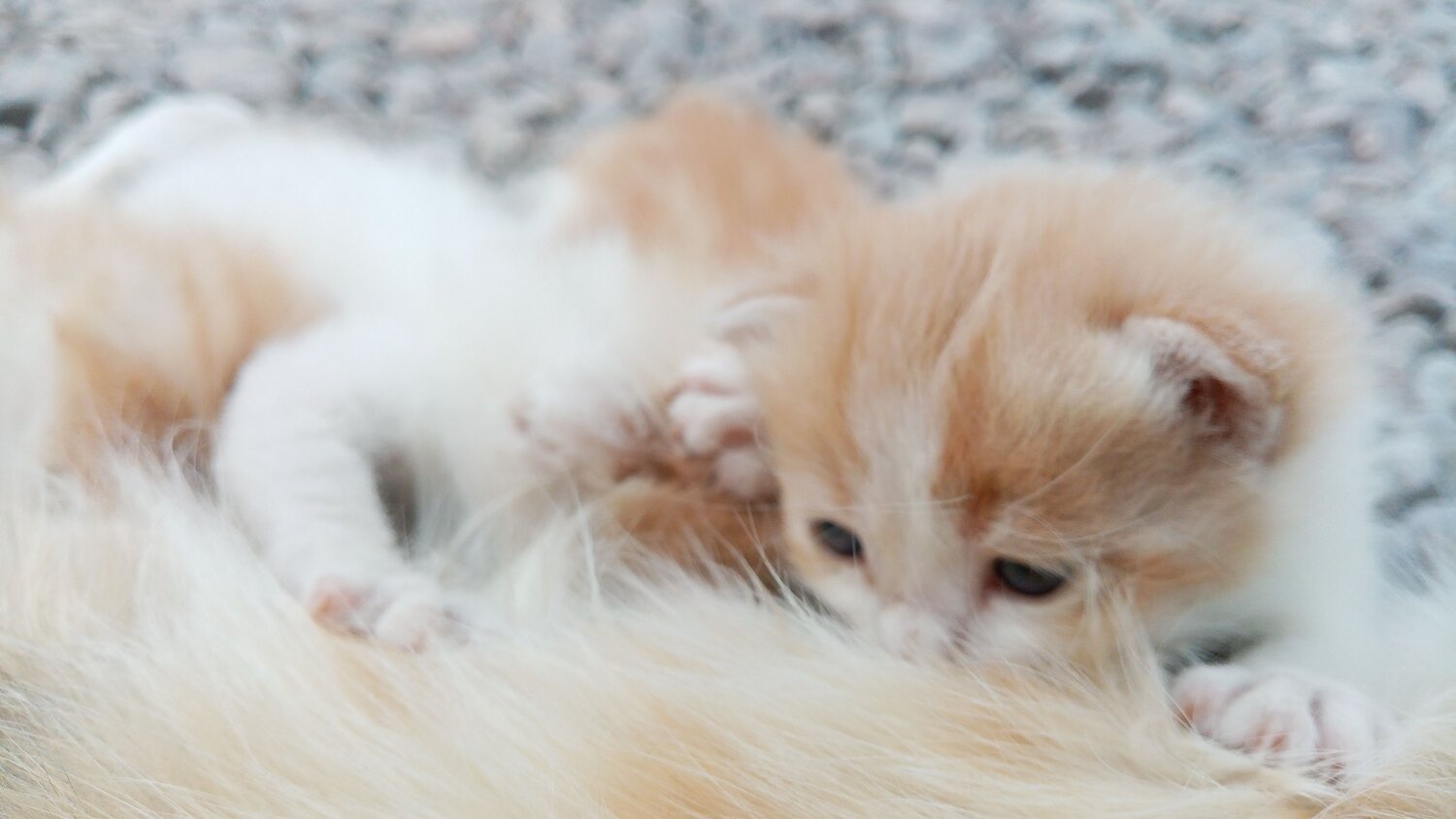 Photo #6282805