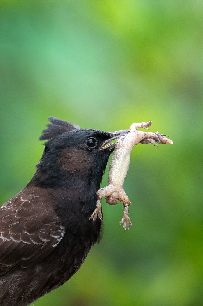 Red-vented bulbul