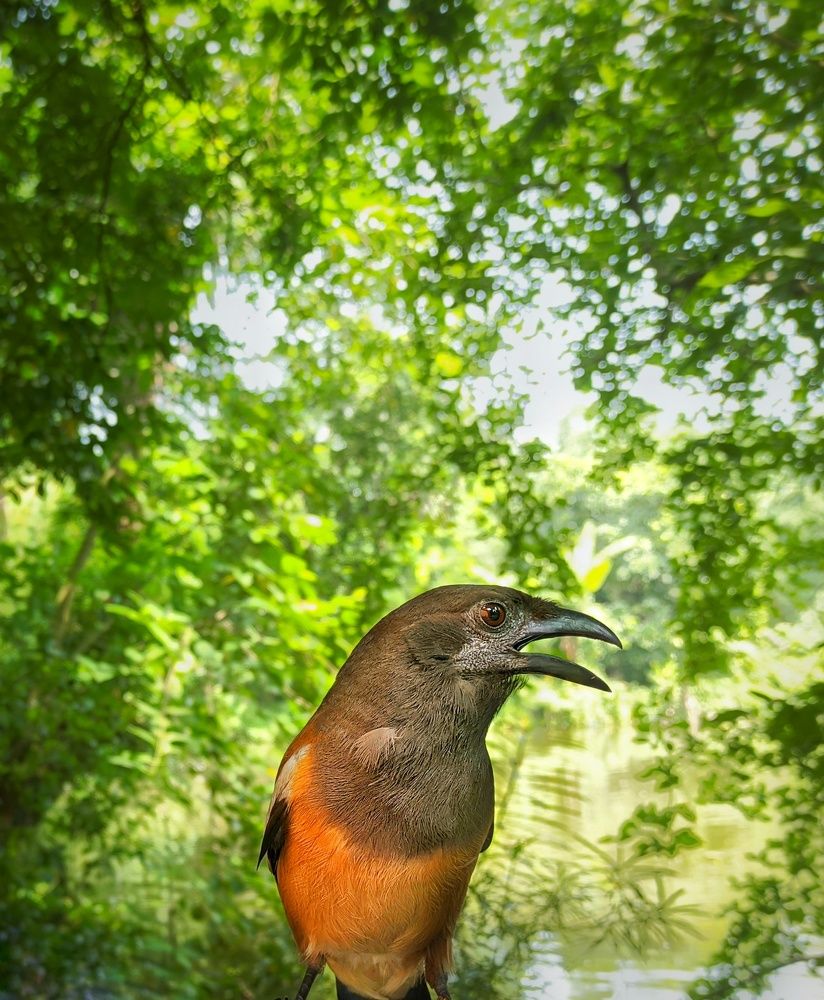 Photograph by Bistupada Mondal