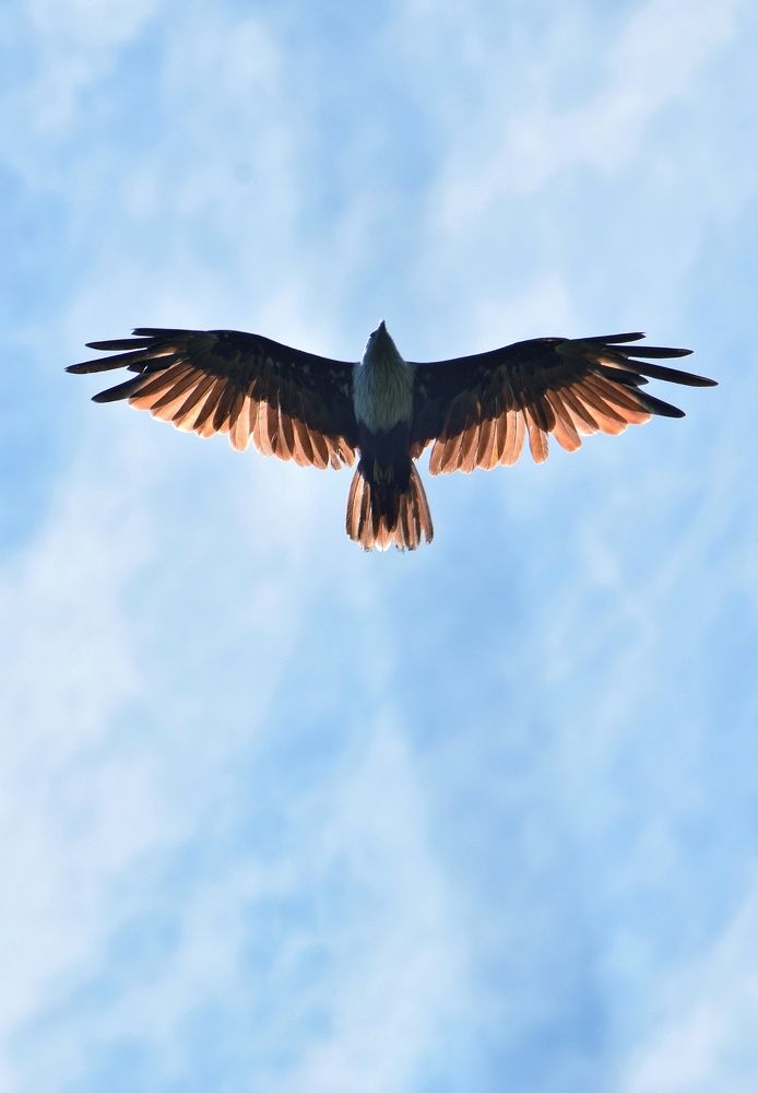 Fly